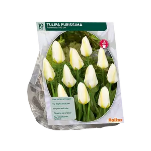 Tulipa Purissima, Fosteriana per 10
