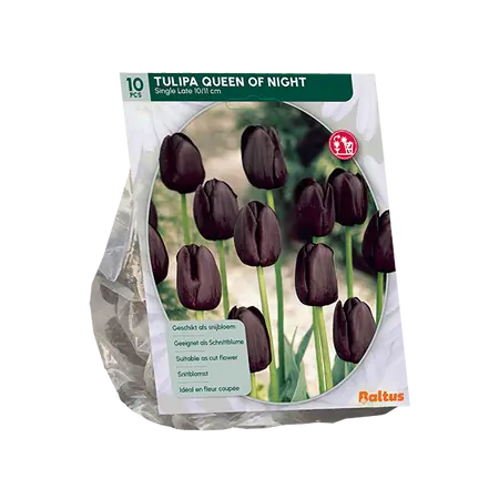 Tulipa Queen of Night, Enkel Laat per 10