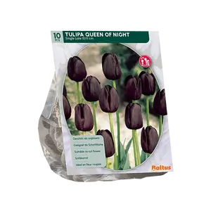 Tulipa Queen of Night, Enkel Laat per 10