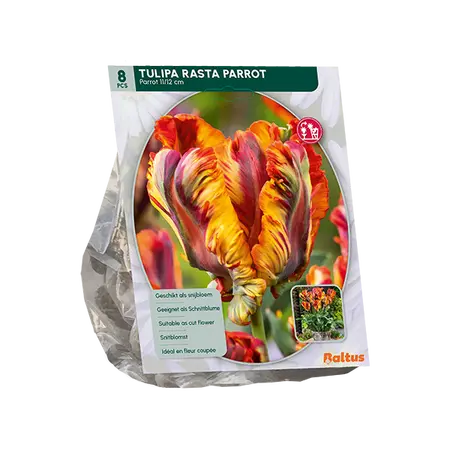 Tulipa Rasta Parrot, Parkiet per 8