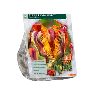 Tulipa Rasta Parrot, Parkiet per 8