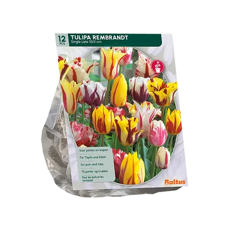 Tulipa Rembrandt Mix per 12