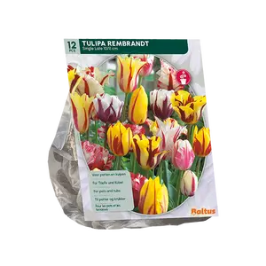 Tulipa Rembrandt Mix per 12