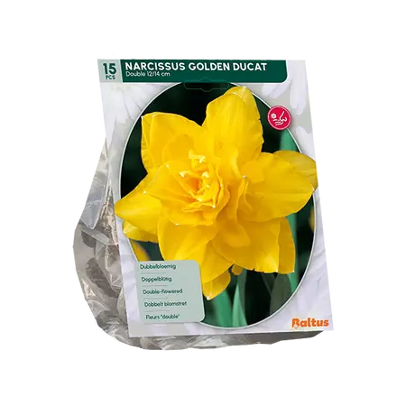 Tulipa Rococo Parrot, Parkiet per 12