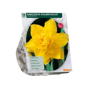 Tulipa Rococo Parrot, Parkiet per 12