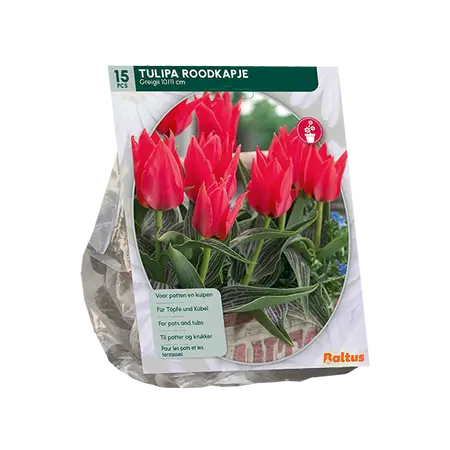 Tulipa Roodkapje, Greigii per 15