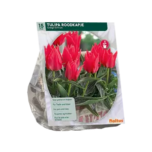 Tulipa Roodkapje, Greigii per 15