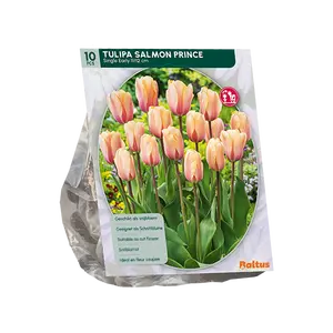 Tulipa Salmon Prince, Enkel Vroeg per 10