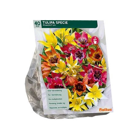 Tulipa Specie mix per 40