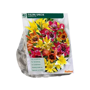 Tulipa Specie mix per 40