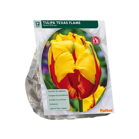Tulipa Texas Flame, Parkiet per 12