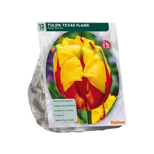 Tulipa Texas Flame, Parkiet per 12