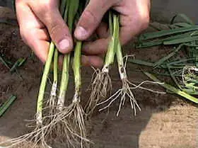 prei bio 100 stuks