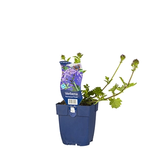 Verbena 'Homestead Purple'