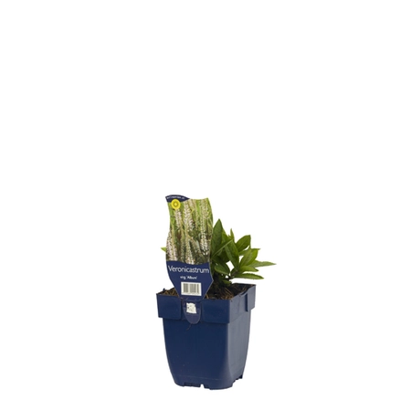 Veronicastrum virg. 'Album'