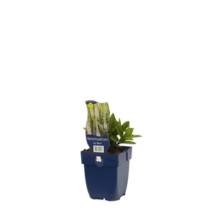Veronicastrum virg. 'Album'
