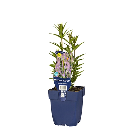 Veronicastrum virg. 'Fascination'