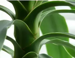 Verzorging Kamerplanten