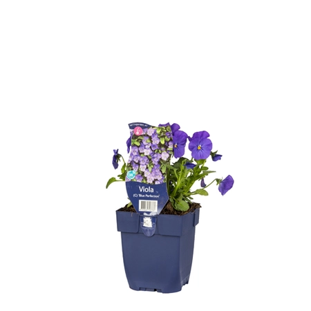Viola (C) 'Blue Perfection'