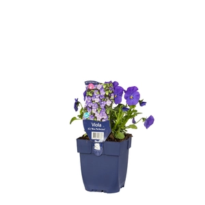 Viola (C) 'Blue Perfection'