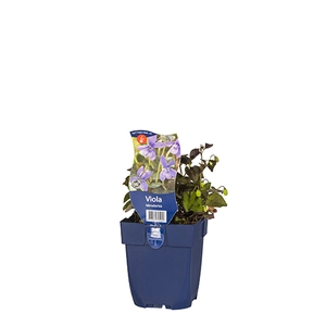 Viola labradorica