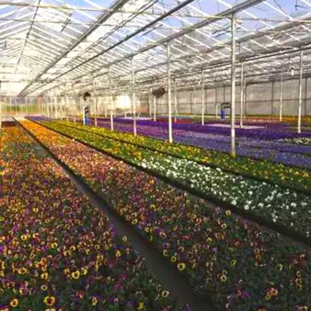 Viool grootbloemig, 15 stuks voor €5.69