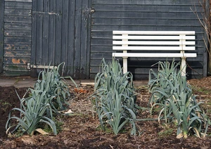 Winter preiplant - per 50 stuks